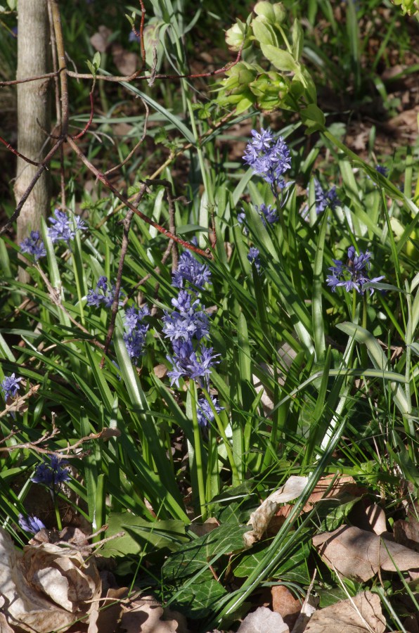 Hyacinthoides italica.JPG