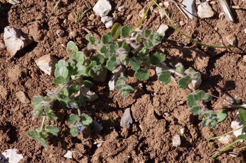 Veronica hederifolia ssp triloba.JPG