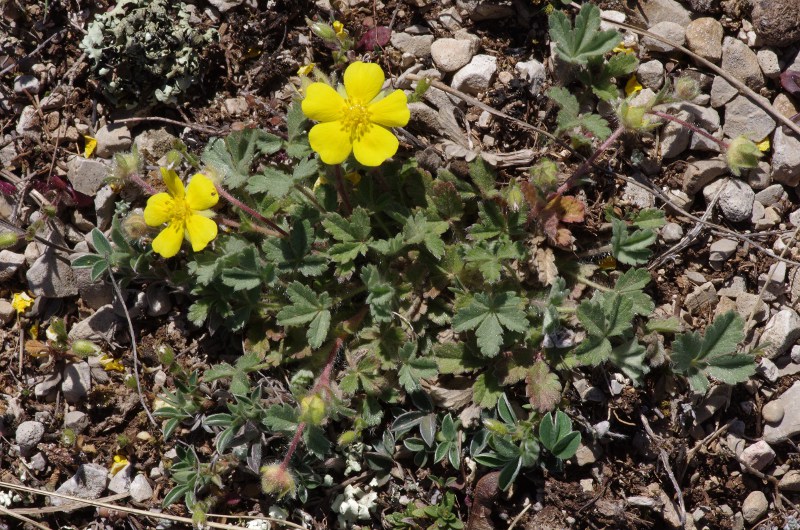 Potentilla pusilla.JPG