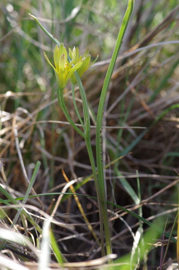 Gagea pratensis 2.JPG