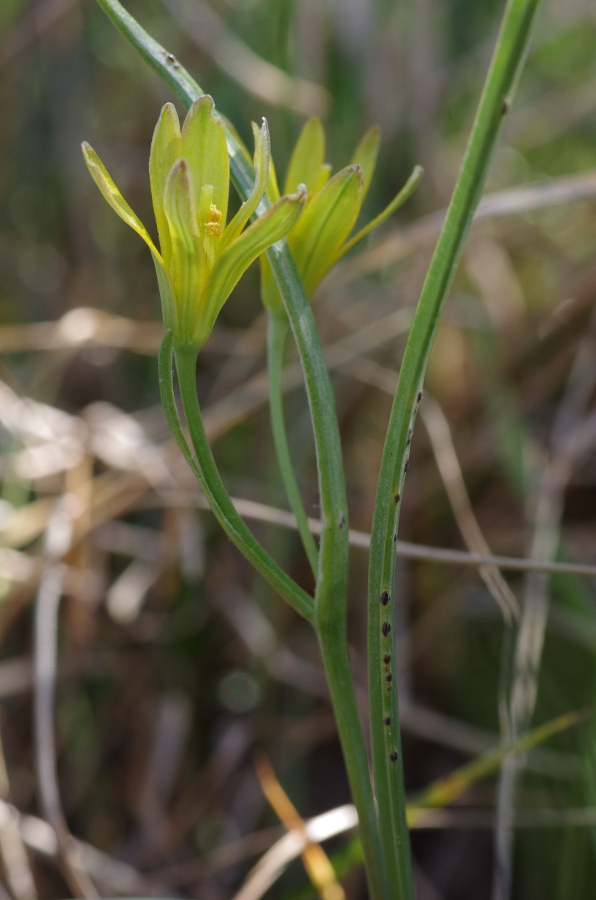 Gagea pratensis.JPG