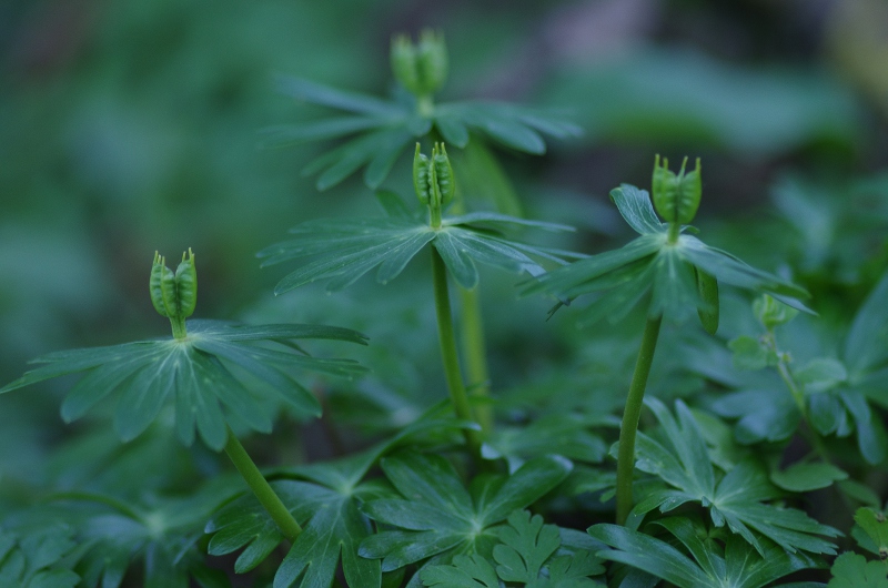 Eranthis hiemalis fruit.JPG