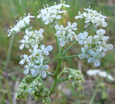 2008_04_05 15_58_03 - anthricus sylvestris.jpg
