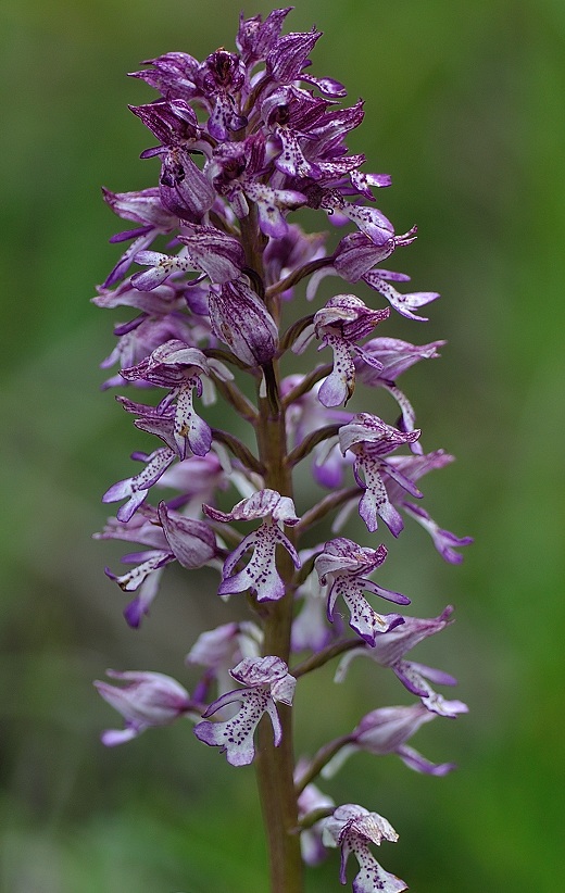orchis militaris x purpurea.jpg