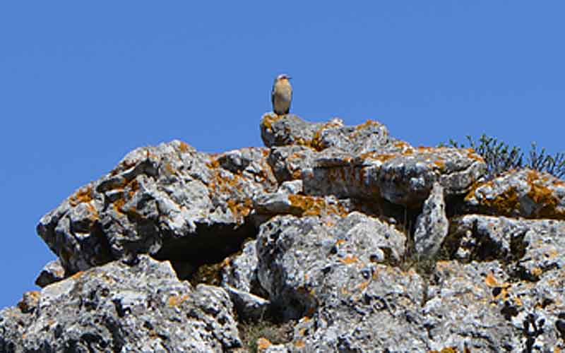 Un-oiseau.jpg