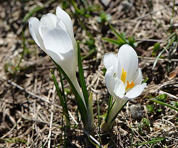 Crocus.jpg