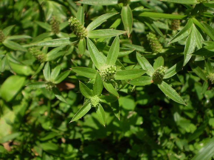 Eryngium.jpg