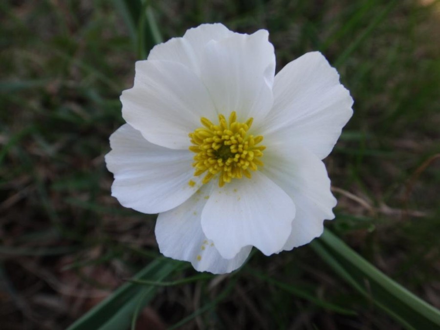Ranunculus kuepferi