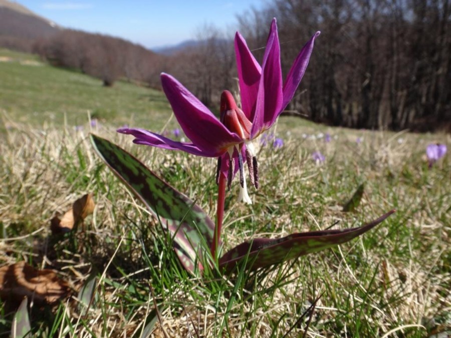 Erythronium dens-canis