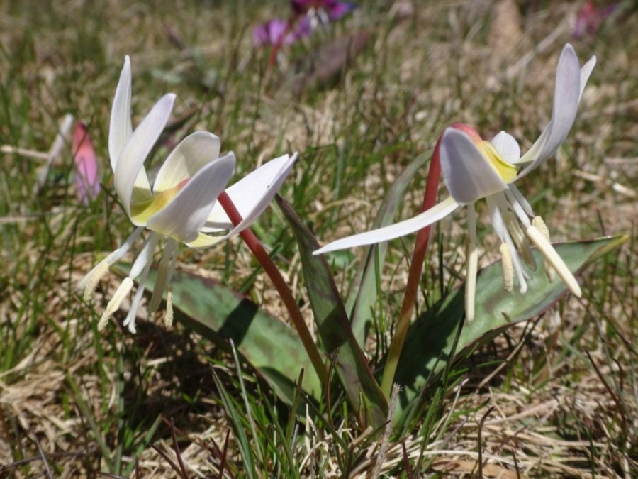 Erythronium dens-canis hypochrome
