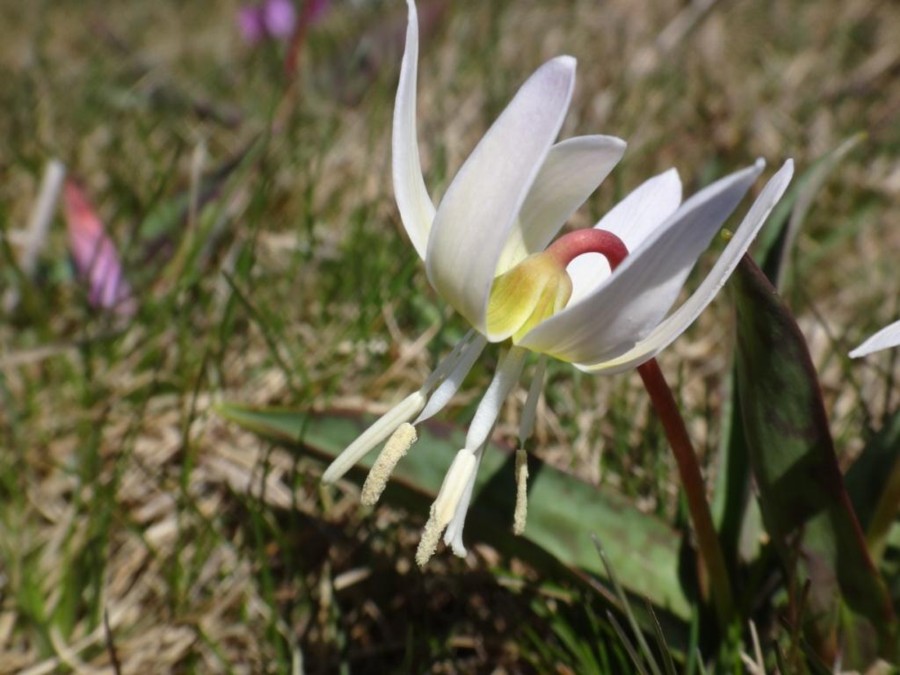 erythronium dens-canis hypochrome