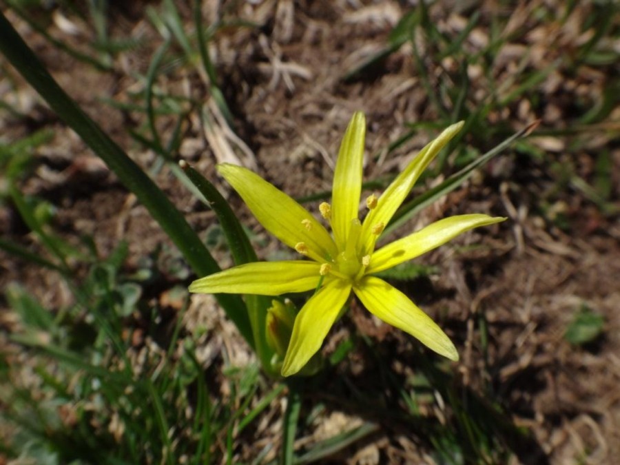 Gagea fragifera