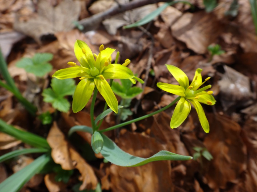 Gagea lutea