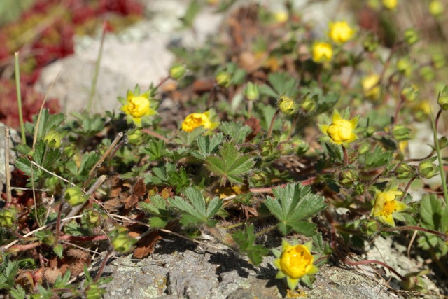 Potentilla neumanniana
