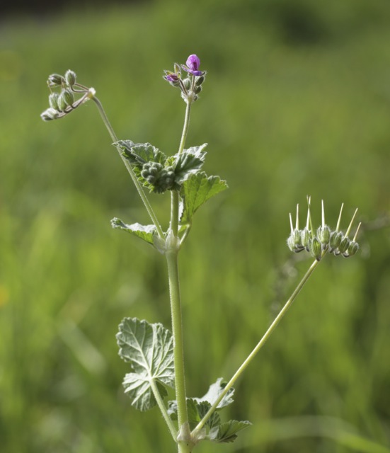 Erodium malacoides