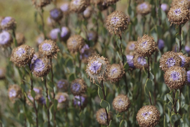 Globularia alypum