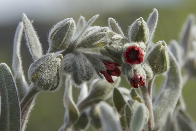 Pardoglossum cheirifolium
