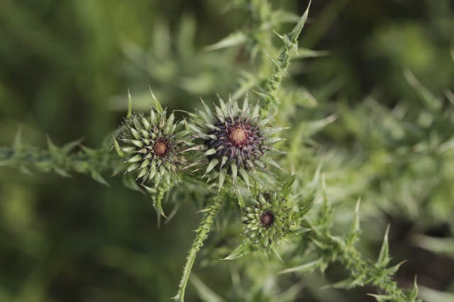 Carduus nigrescens