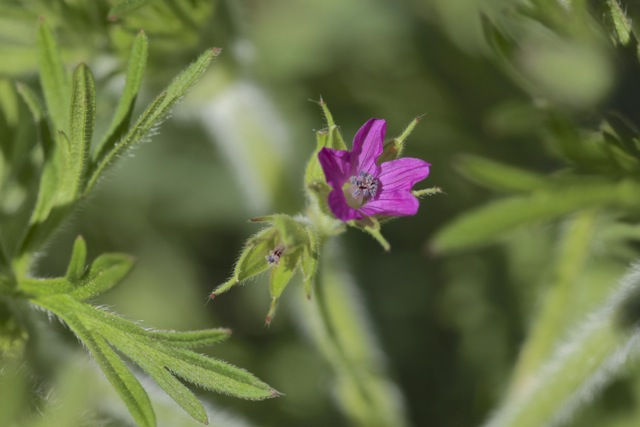 Geranium dissectum