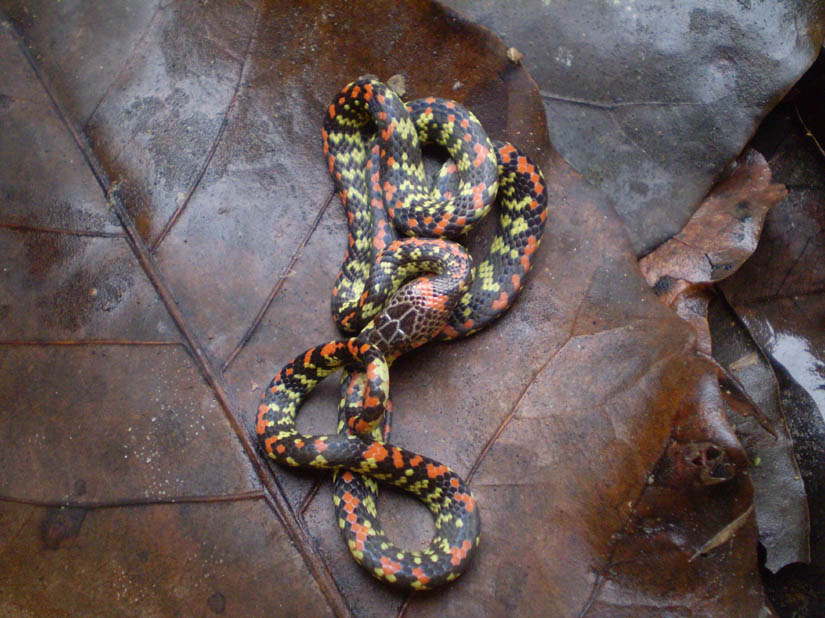 serpents.jpg