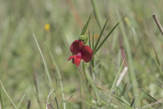 Lathyrus cicera