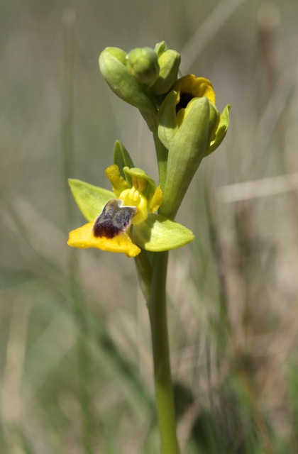 Ophrys lutea