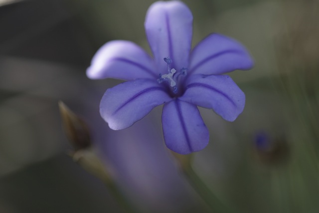 Aphyllanthes monspeliensis