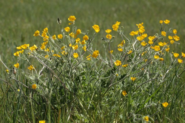 Renoncule laineuse ! = Ranunculus bulbosus