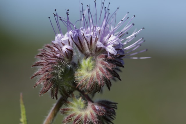 Phacelia tanacetifolia