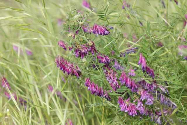 Vicia villosa subsp. varia