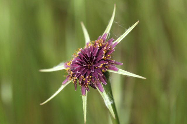 Tragopogon porrifolius