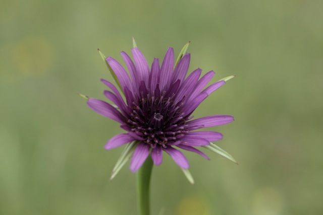 Tragopogon eriospermus
