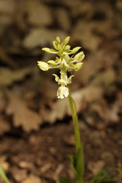 Orchis provincialis