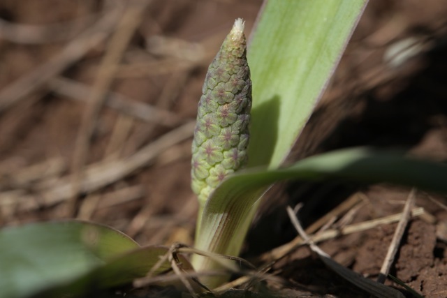 Muscari comosum