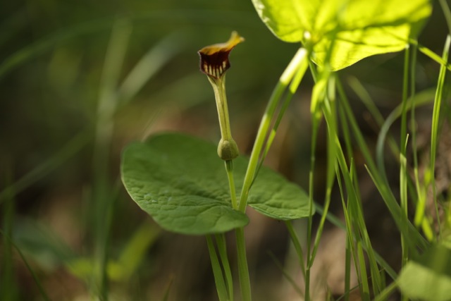 Aristolochia rotunda