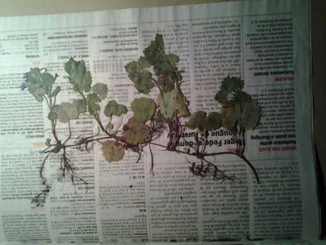 plante 1