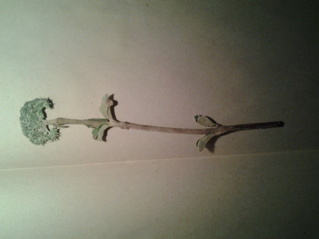 PLANTE 4