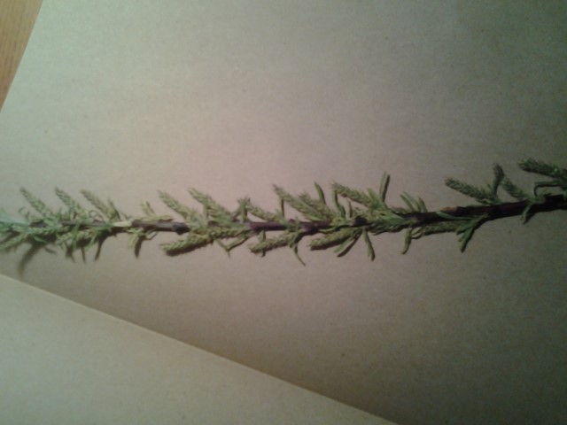 plante5