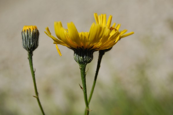 Hieracium sp (1) [1600x1200].JPG