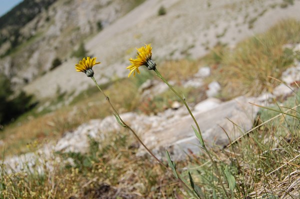 Hieracium sp (3) [1600x1200].JPG