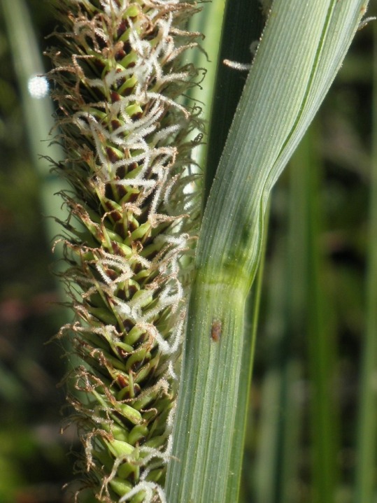 Carex acutiformis en fin de floraison, épi femelle. 23/04/2014.
