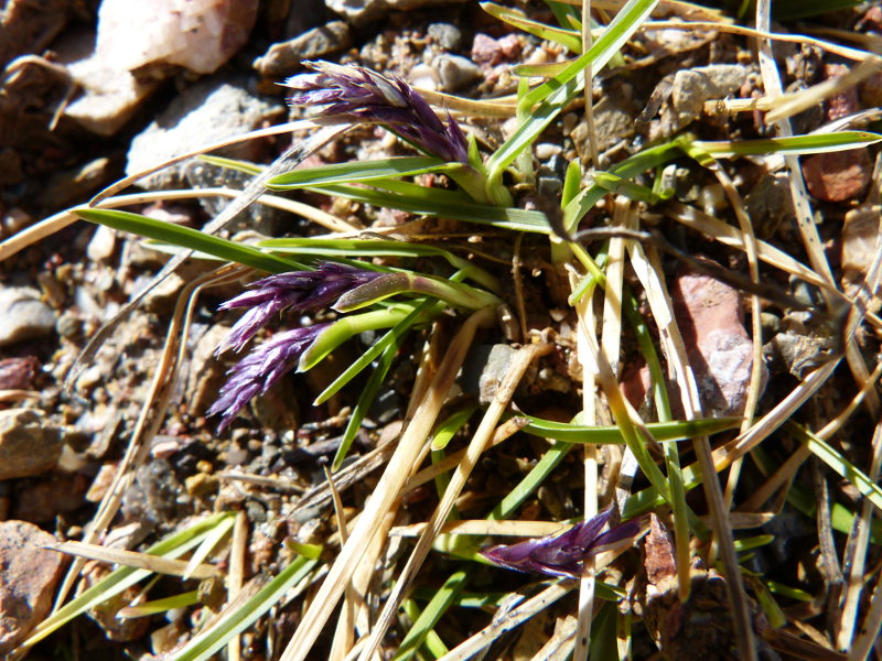 la molina2.jpg