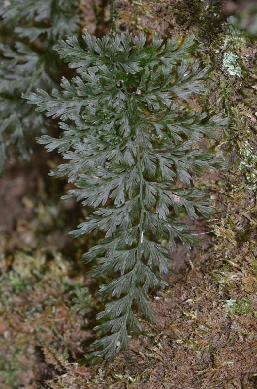 Vandenboschia speciosa (Willd.) Kunkel