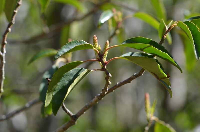 Prunus lusitanica L.