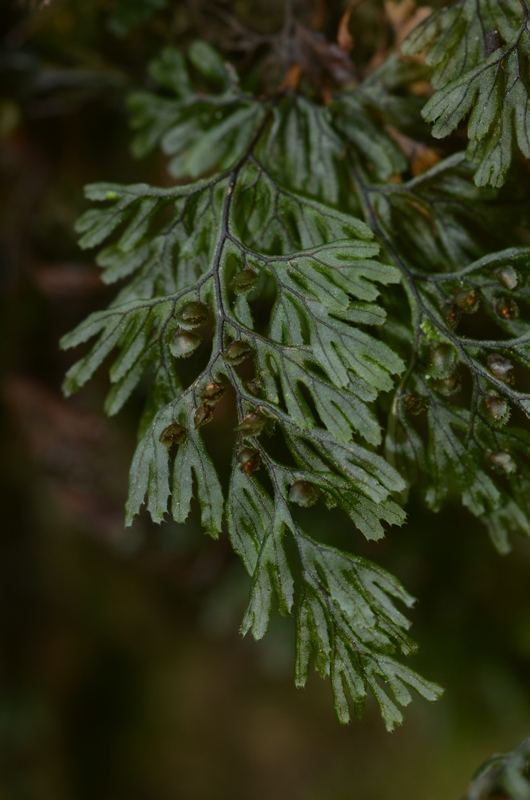 Hymenophyllum tunbrigense (L.) Sm.