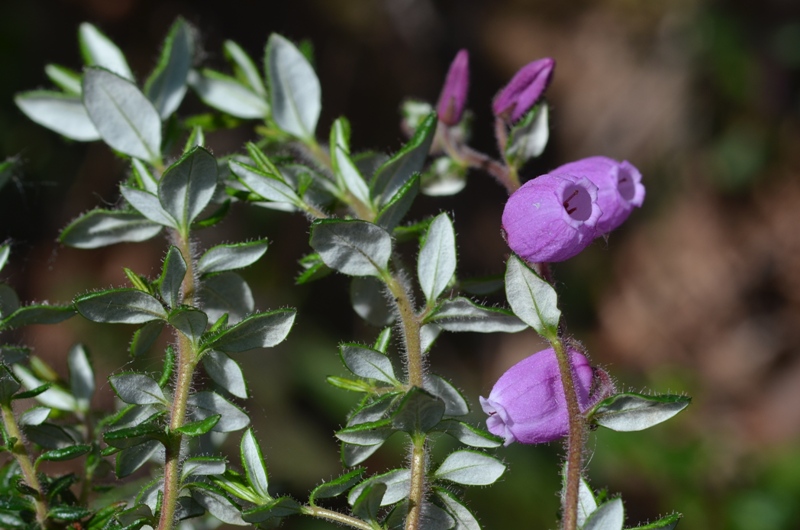 Daboecia cantabrica (Huds.) K.Koch