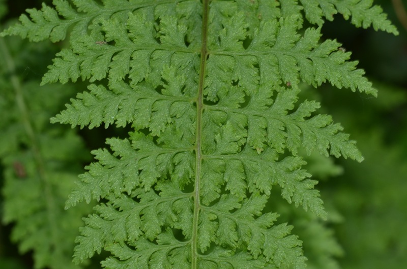 Cystopteris diaphana (Bory) Blasdell