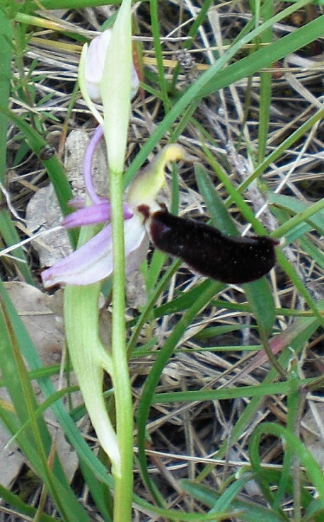 ophrys3.jpg