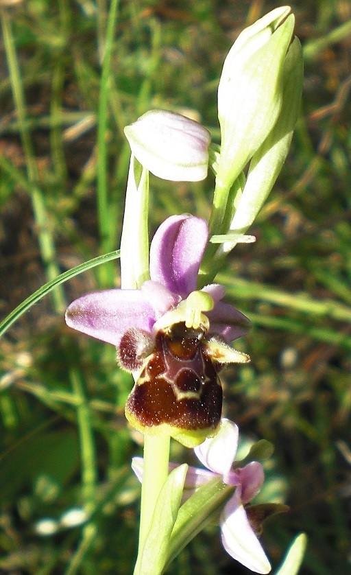dernier ophrys.jpg
