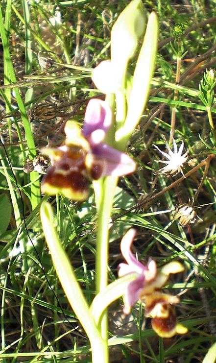 dernier ophrys3.jpg